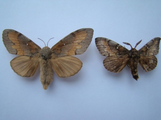 На Урале бабочек-вредителей ловят на феромоны - Фото 1