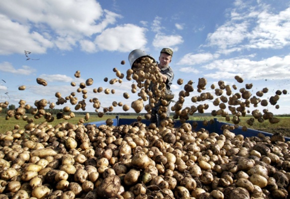Цены на картофель не взлетят. Средний Урал подстраховали Ростов и Краснодар - Фото 1