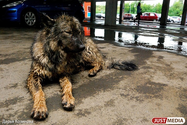 Бездомная собака попала в капкан в районе УНЦ. Животное спасли неравнодушные люди - Фото 1
