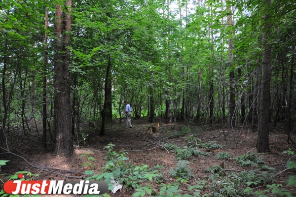 Спасатели ищут в свердловских лесах трех пропавших грибников - Фото 1