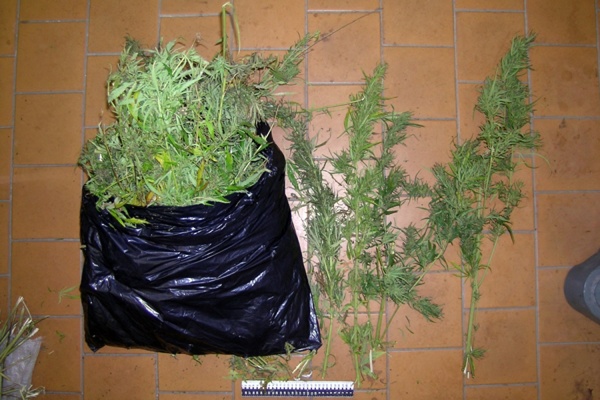Наркополицейские задержали жителя Полевского с двумя мешками марихуаны - Фото 1