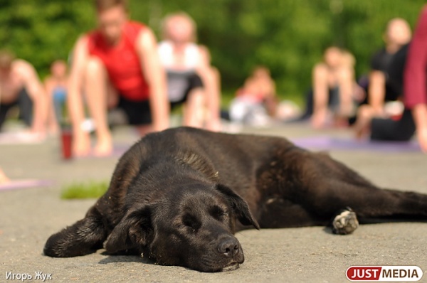 В Екатеринбурге от рук догхантеров страдают домашние собаки - Фото 1