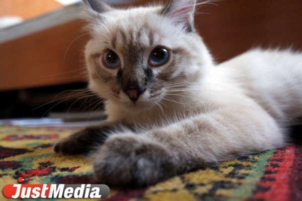 Кот-политик Бублик готов поехать в Санкт-Петербург, чтобы выступить против запрета на «топот котов» - Фото 1