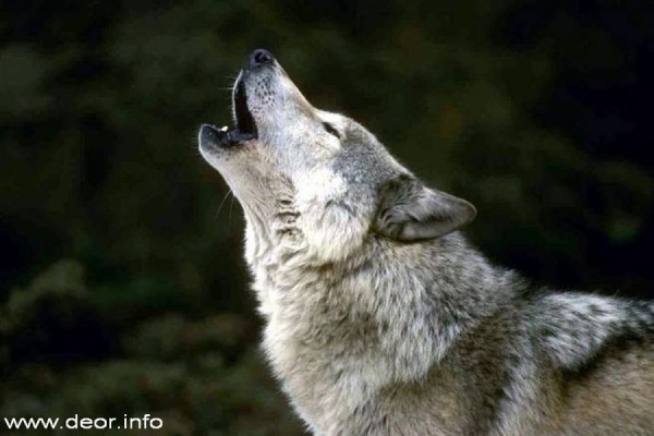 Идет охота на волков! За каждого убитого серого хищника охотник получит 3,5 тысячи рублей - Фото 1