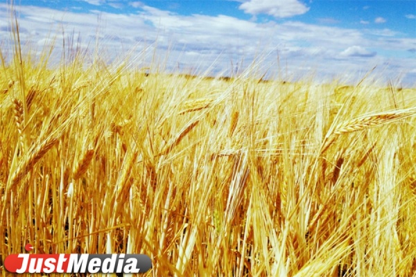 В Свердловской области упала урожайность зерновых. Причина — засушливое лето - Фото 1