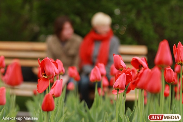 В Екатеринбурге начали высаживать «озимые» тюльпаны - Фото 1