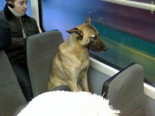 В Екатеринбурге новый герой! Жители города разыскивают собаку, путешествующую на трамваях - Фото 1