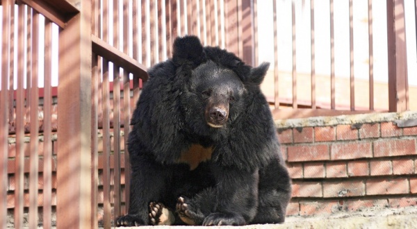 С началом холодов медведи Екатеринбургского зоопарка легли спать - Фото 1