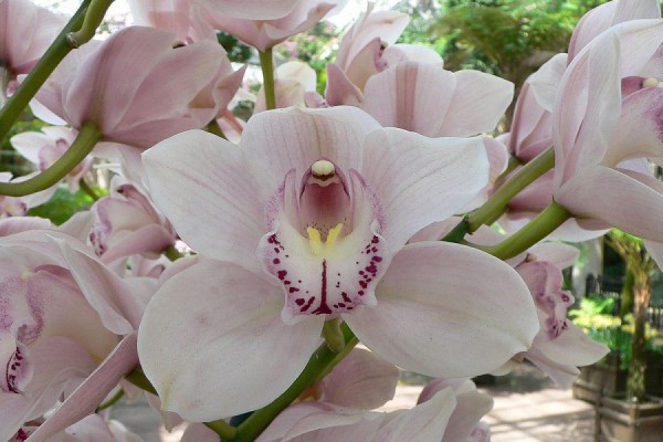 «Короли ароматов». В ботаническом саду УрО РАН зацвели орхидеи  - Фото 1