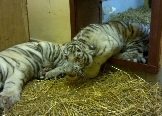 Тигрят из екатеринбургского зоопарка приучают к самостоятельности. ВИДЕО - Фото 1