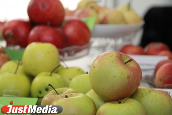 В Свердловскую область стали привозить больше иностранных яблок - Фото 1