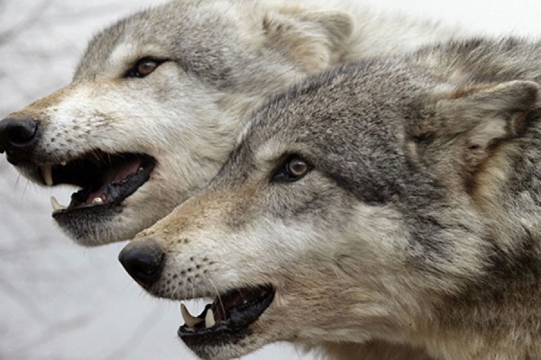 В Верхотурском округе нашествие волков: жители теряют собак и скот - Фото 1