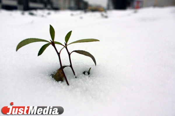 Три дня в столице Урала будет тепло и снежно - Фото 1