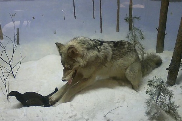 В Верхотурском округе, страдающем от волков, поймали всего одного «серого» - Фото 1