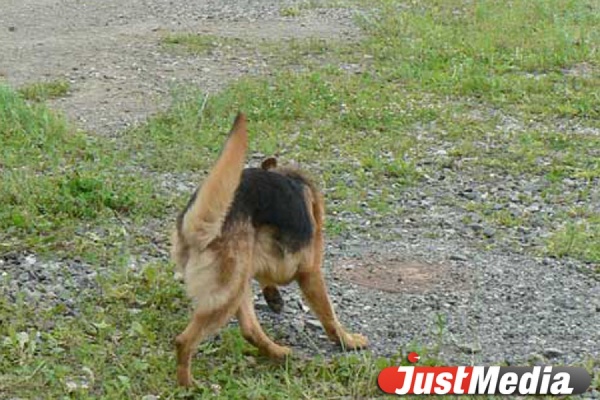 В Невьянске служебная собака помогла полицейским найти воришку - Фото 1