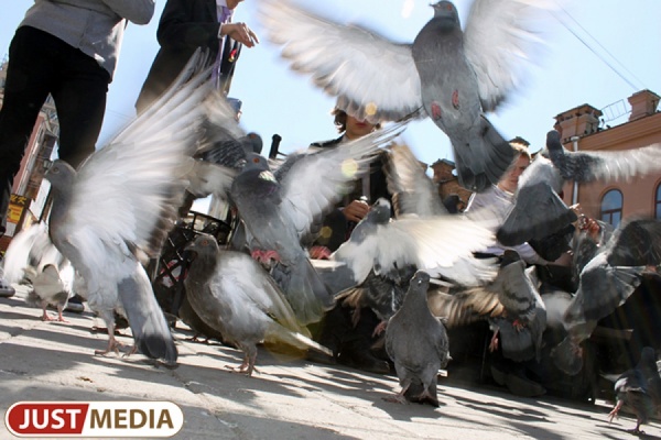 Мэрия Екатеринбурга объявила войну голубям и воронам. Оружие против птиц обойдется бюджету в 200 тысяч рублей - Фото 1