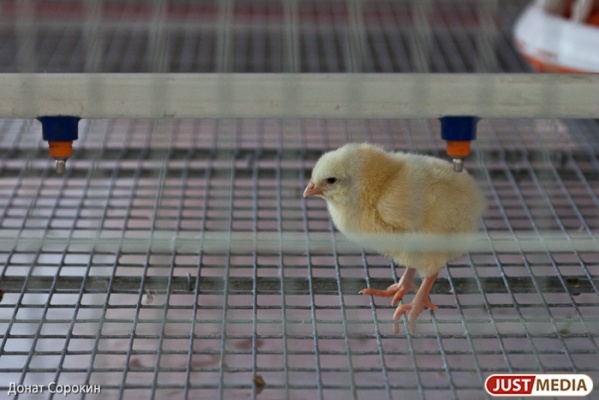 Сотрудники Кировградской птицефабрики намерены начать забастовку: зарплату им выдают частично и то — курицами - Фото 1