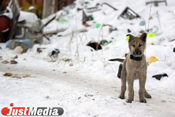 В Качканаре тренер забил собаку на глазах у детей - Фото 1