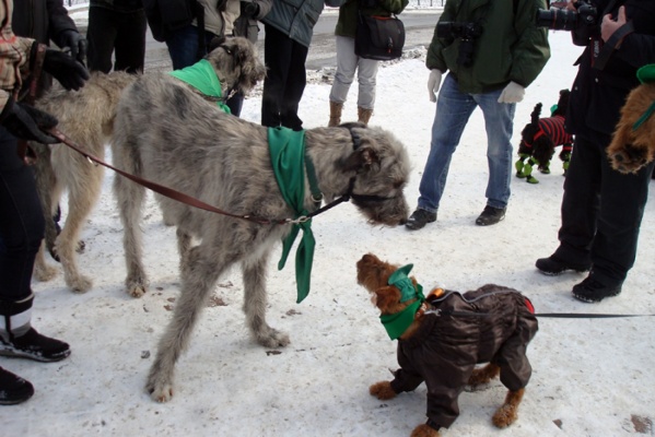 «Масленый Патрик» соберет в Екатеринбурге ирландских музыкантов, танцоров и собак - Фото 1