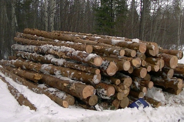 По подозрению в незаконных рубках леса арестован директор Билимбаевского лесничества - Фото 1