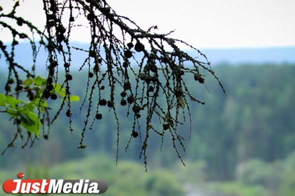 «Зеленые» просят Дмитрия Медведева сохранить свердловские леса - Фото 1