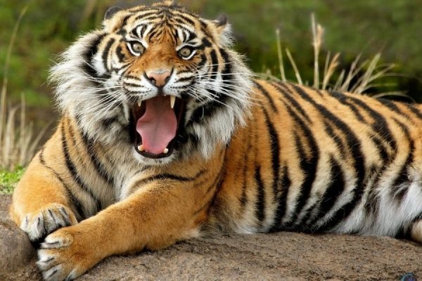 Суматранский тигр растерзал девушку-сотрудницу британского зоопарка - Фото 1