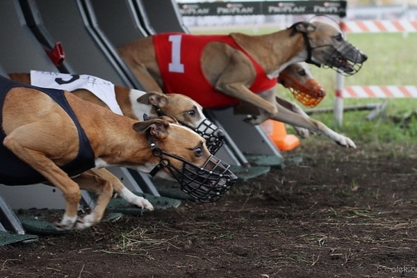 В Екатеринбурге состоится интернациональный чемпионат среди собак - Фото 1