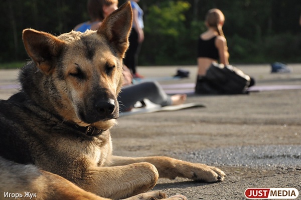 В Екатеринбурге могут завести уголовное дело по факту нападения бродячих собак на десятилетнего мальчика - Фото 1