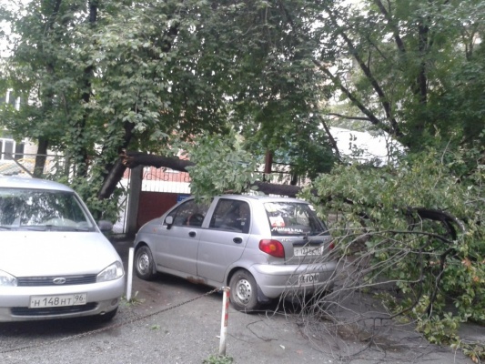 На улице Академической на машину упало дерево - Фото 1