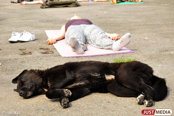 Екатеринбуржцы смогут помочь бездомным животным и избавиться от ненужной бумаги - Фото 1