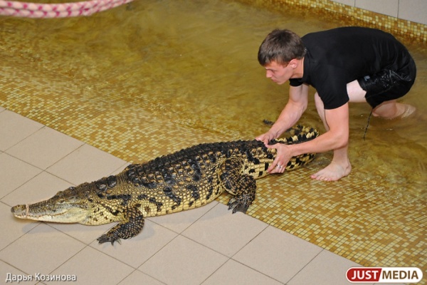 В Екатеринбурге полицейские ищут крокодила - Фото 1