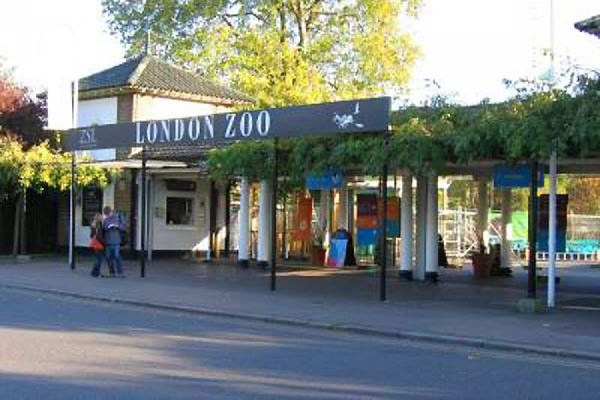 Зоопарк в Лондоне ввел запрет на одежду со звериной раскраской - Фото 1