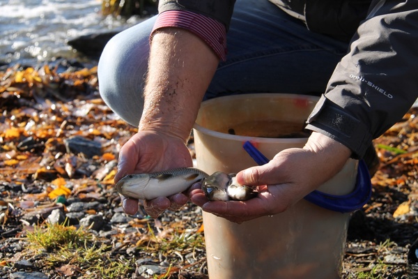 В Исетское водохранилище выпущены ценные породы рыб - Фото 1