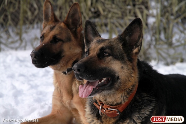 В Каменске-Уральском служебная собака помогла полицейским найти подозреваемого в убийстве - Фото 1