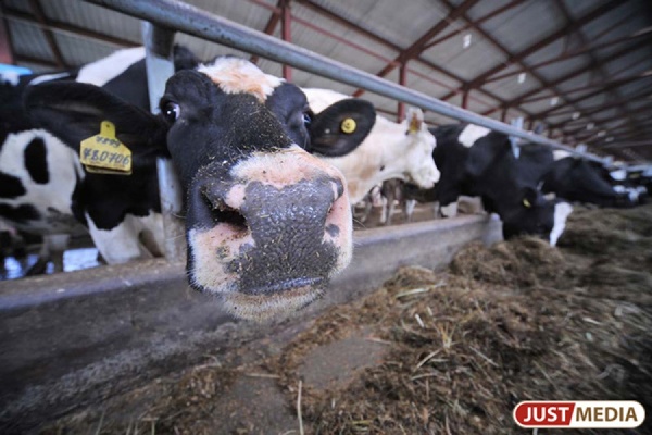 В 2014 году правительство Свердловской области увеличит поддержку сельского хозяйства  - Фото 1