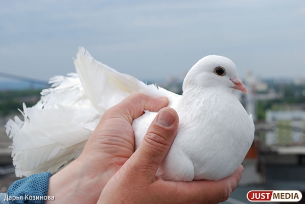 Таджикских голубей из Кольцово вернули на родину - Фото 1