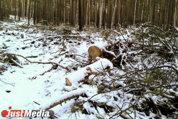 Прокуратура запретила областным властям вырубать екатеринбургские лесопарки - Фото 1