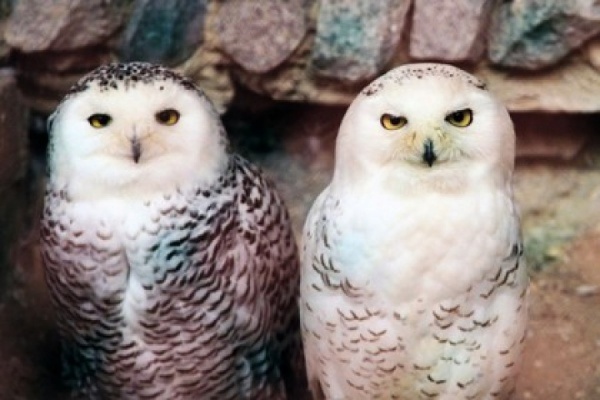 Полярные совы Селена и Мариус получили от екатеринбуржцев «валентинку» - Фото 1
