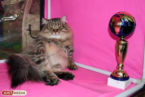 В Екатеринбурге шестьсот килограммов кошек поборются за звание лучших - Фото 1