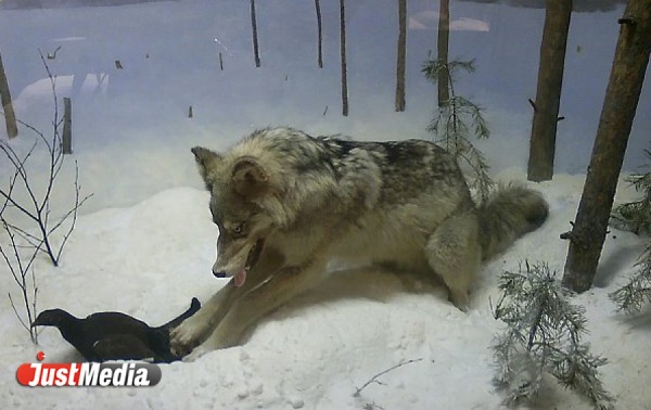 Пять тысяч за голову. В Свердловской области разрешили массово убивать волков - Фото 1