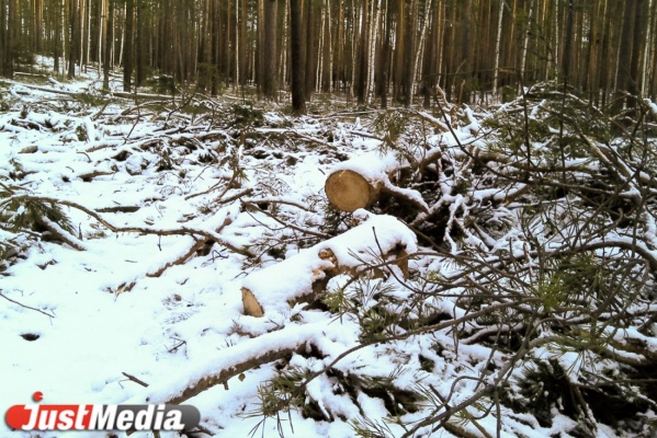 Областной прокурор пожаловался на безнаказанность черных лесорубов и предложил создать лесную полицию - Фото 1