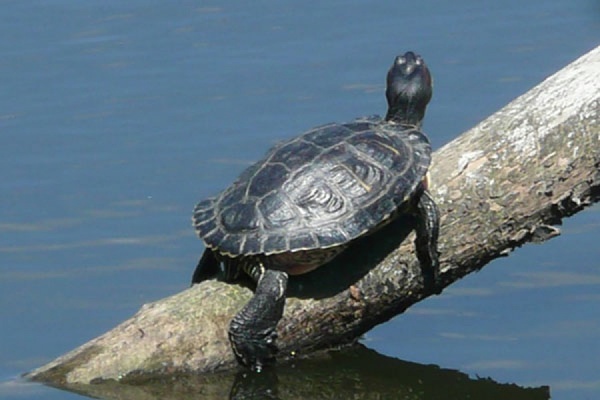 В городском пруду поселилась черепаха. ФОТО - Фото 1