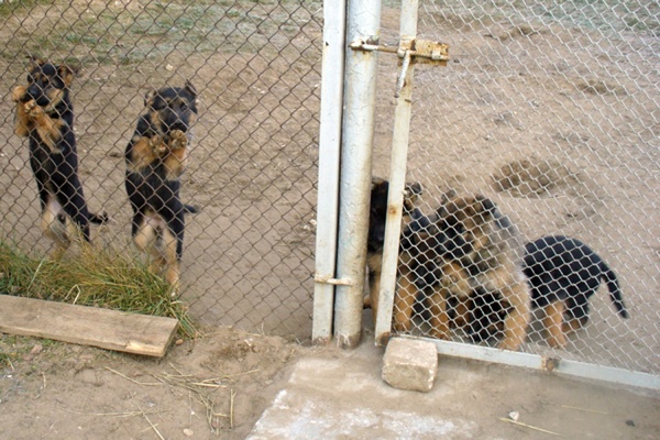 В ГУФСИН области создан питомник племенных собак - Фото 1
