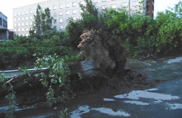 Ночью в Асбесте бушевал ураган: «На улицах, как после бомбежки: деревья вырывало с корнем, срывало крыши и балконы» - Фото 1