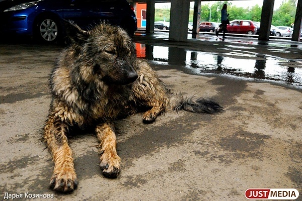 В Первоуральске горожане опасаются, что собак начнут отстреливать  - Фото 1