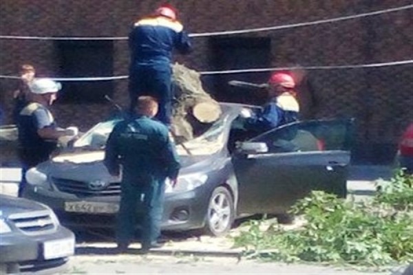В Екатеринбурге на машины упало сгнившее дерево. ВИДЕО - Фото 1