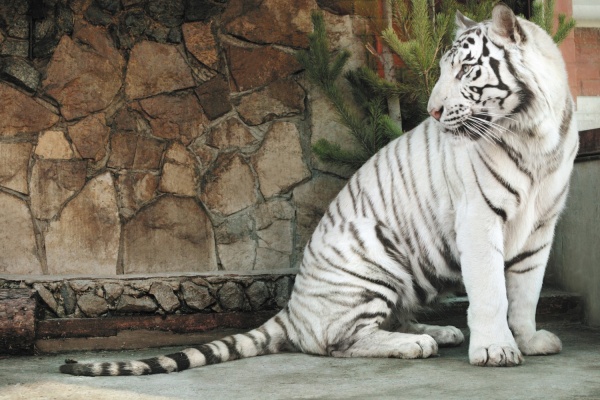 В ближайший уикенд в Екатеринбурге можно будет увидеть удивительных бенгальских тигрят - Фото 1
