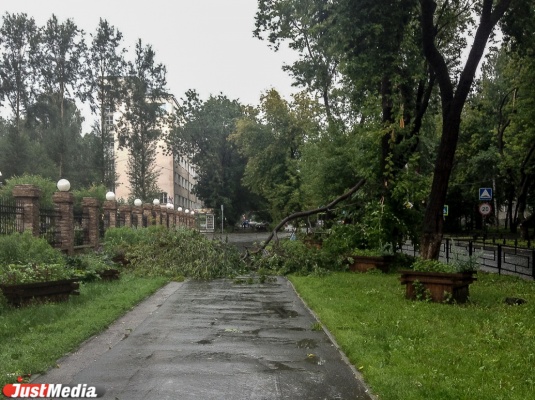 Сильный ветер и дождь валят деревья и бьют машины в Екатеринбурге - Фото 1