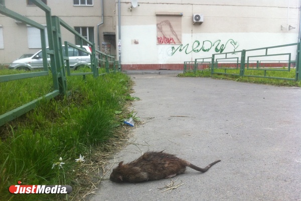 На радость детям! Коммунальщики не успевают убирать дохлых крыс в центре Екатеринбурга - Фото 1