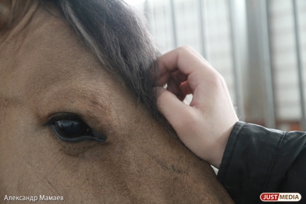 В Екатеринбурге пройдет первый в мире лошадиный конкурс красоты - Фото 1